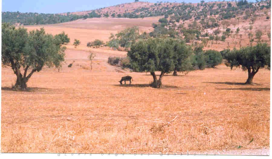 TABIA 2002 ROUTE DE CHANZY.JPG